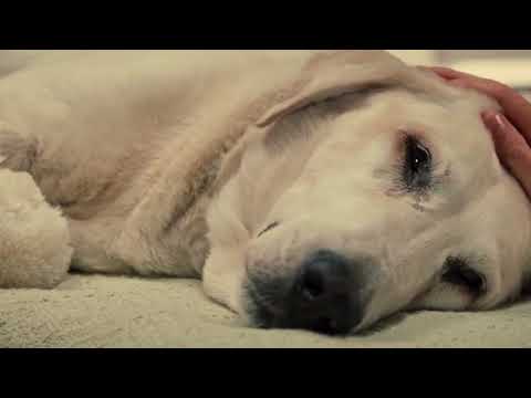 Vídeo: 14 cães peludos que abraçam seus fabulosos pêlos de praia