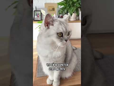 Видео: Котката има ли четири крака?