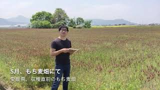 愛媛県のもち麦畑に来ています。ダイエットには国産ダイシモチ！