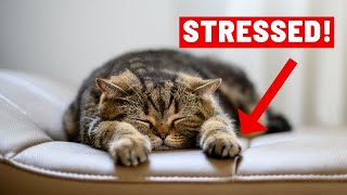 You WON'T BELIEVE What Your Cat's SLEEPING POSITION REVEALS!