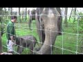 2 Week Old Asian Elephant Calf @ ZSL Whipsnade Zoo Part 2