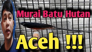 Murai Batu Hutan Aceh !!!