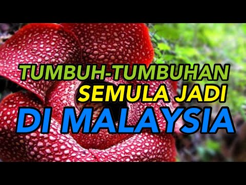 Video: Adakah tumbuh-tumbuhan semula jadi?