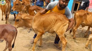 আজ ১৭ মে ২৪ | যশোরের খামারী কেমন দামে শাহিওয়াল জাতের ষাঁড় বাছুর কিনছেন আমবাড়ী হাটে