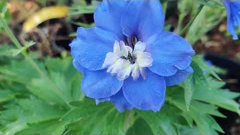 All About Delphiniums  (a.k.a. Larkspur)