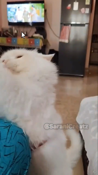 ✨Inaiku sapdamaten😿✨ #cat#viral#healthyliving#pets#catlife