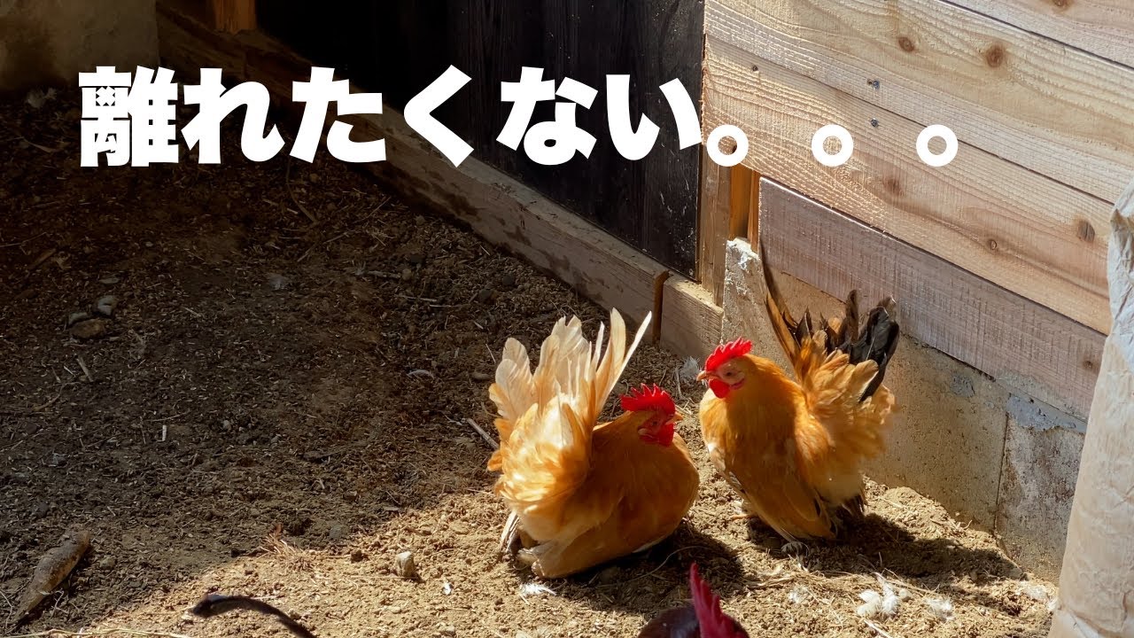 ひよこの時から大事に育てたニワトリとの別れ＃31 - YouTube