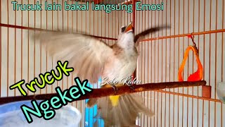 Trucukan gacor ngekek Garuda