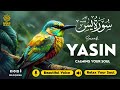 سورة ياسين العلاجية لنوم هادئ وتخفيف التوتر والسلام الداخلي تلاوة سورة ياسين