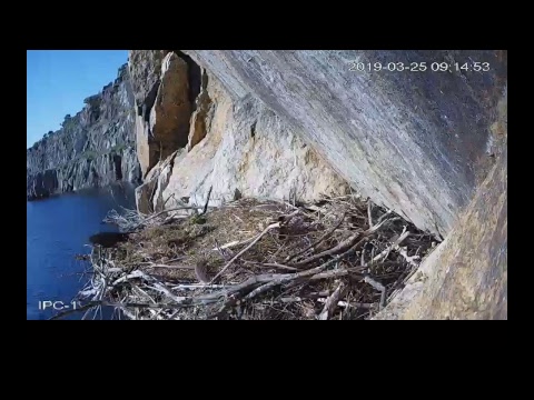 Cigüeñas negras (Ciconia nigra) en Tajo Internacional