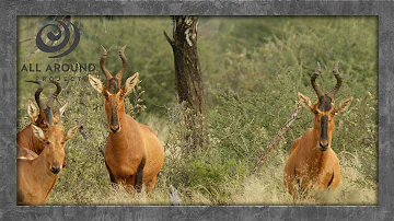 DANGER Nearby - Hartebeest on Alert | A Short Wildlife Safari