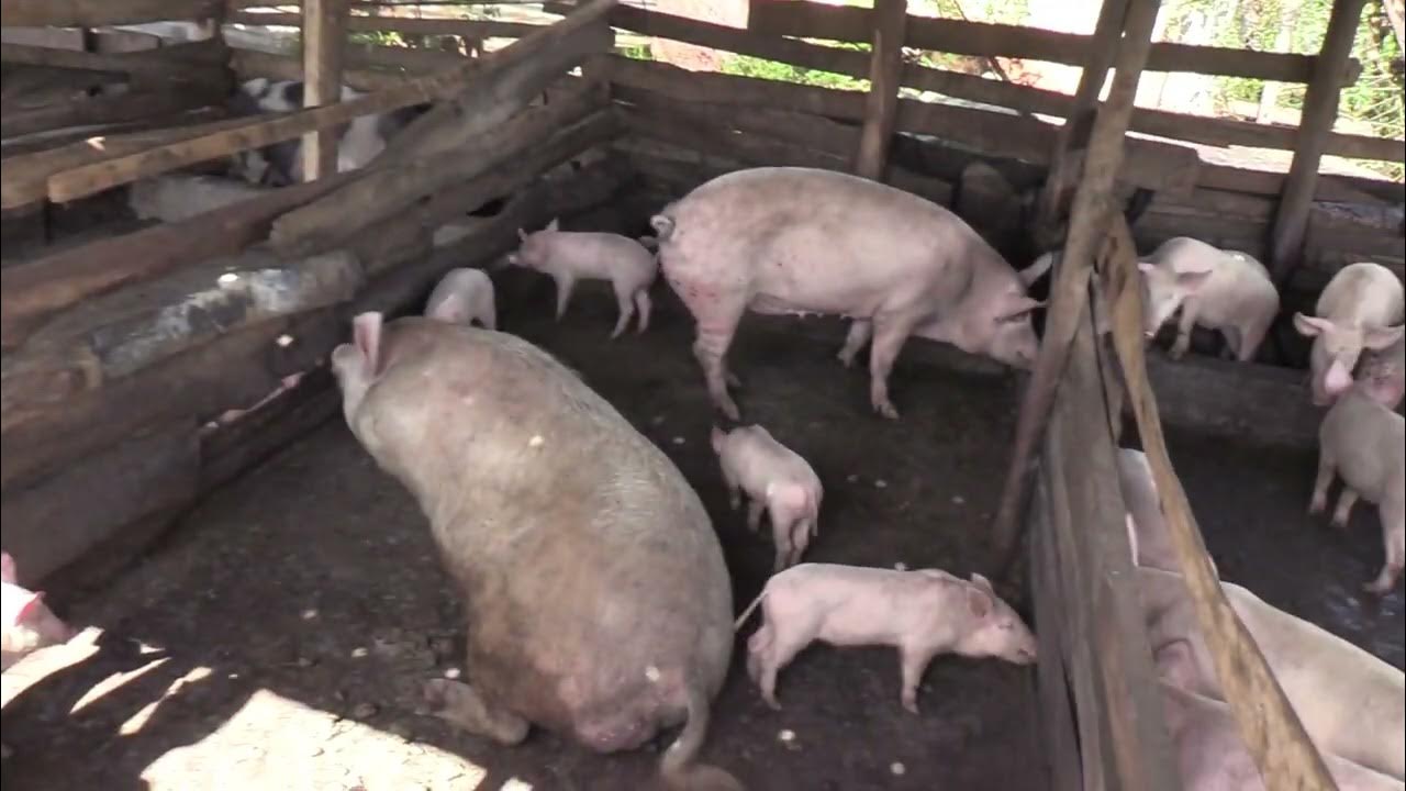 HOW TO START A PIG FARM//Modern pig farming_Rear pigs in 3 months YouTube