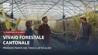 Vivaio forestale cantonale | Il giardino di Albert | RSI Info