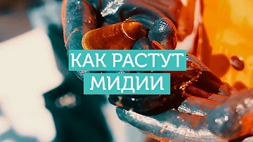 Как растут мидии?