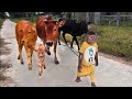 Best moments cow best funny cutis  cows