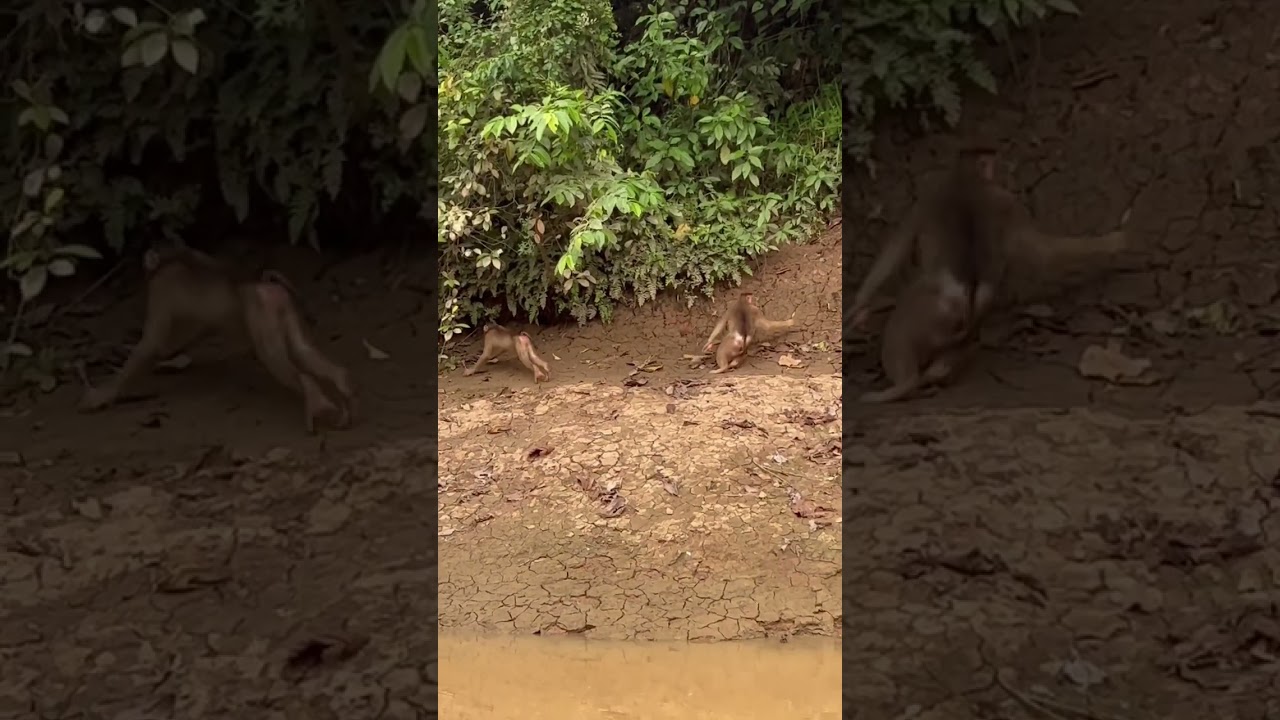 Monkey (Pig-tailed Macaque) with his family 