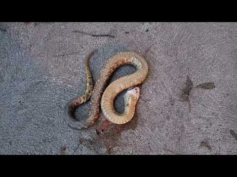The Eastern hognose snake: An amazing defense mechanism design. - YouTube