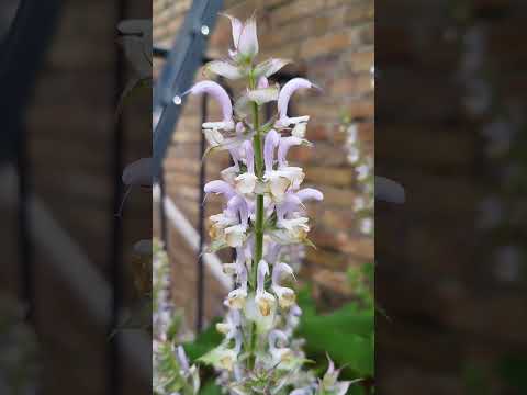 Muskateller-Salbei - Salvia