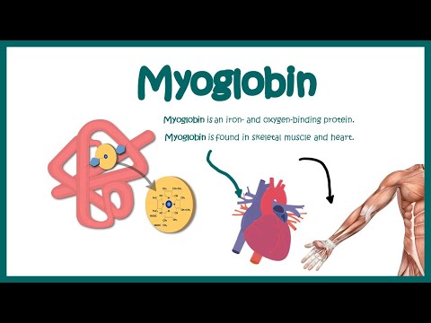 Myoglobin || Structure and function || oxygen binding kinetics