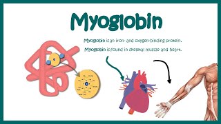 Myoglobin || Structure and function || oxygen binding kinetics