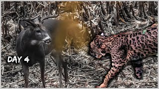 Day 4: OLD BUCK and a Bobcat