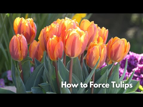 Vídeo: Forcing Tulip Bulbs - Cultivo de tulipas em vasos dentro de casa