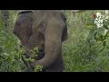 CGTN&#39;s 8K documentary clip 7: The matriarch elephant&#39;s mission