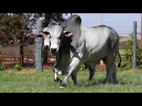 LOTE 89  |  Leilão Touro Pronto Katispera