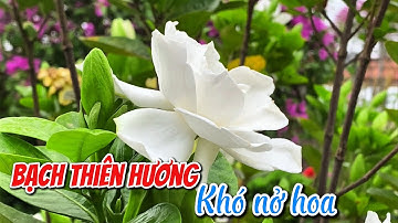 Tại sao Bạch Thiên Hương khó nở hoa?