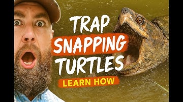 Catching Snapping Turtles: The Ultimate Guide