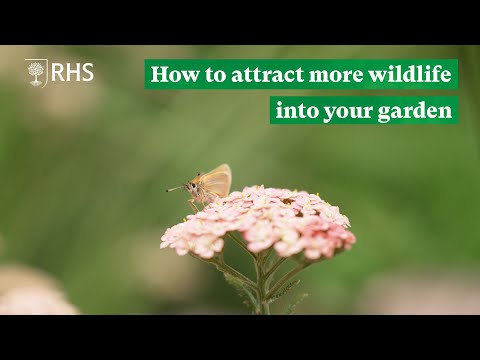 How to attract more wildlife into your garden | The RHS