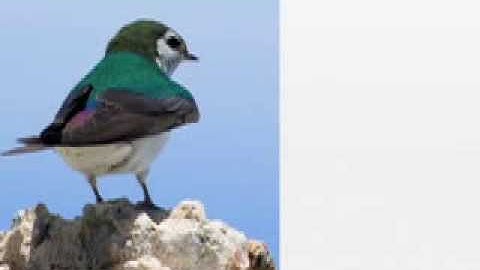 The Violet Green Swallow