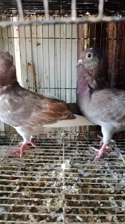 Pura