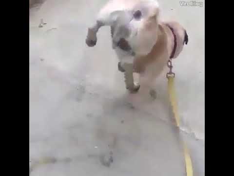 Tor naal shadamundator naalfunny video