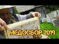 Медосбор 2019