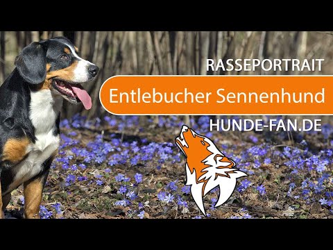 ► Entlebucher Sennenhund [2021] Rasse, Aussehen &amp; Charakter