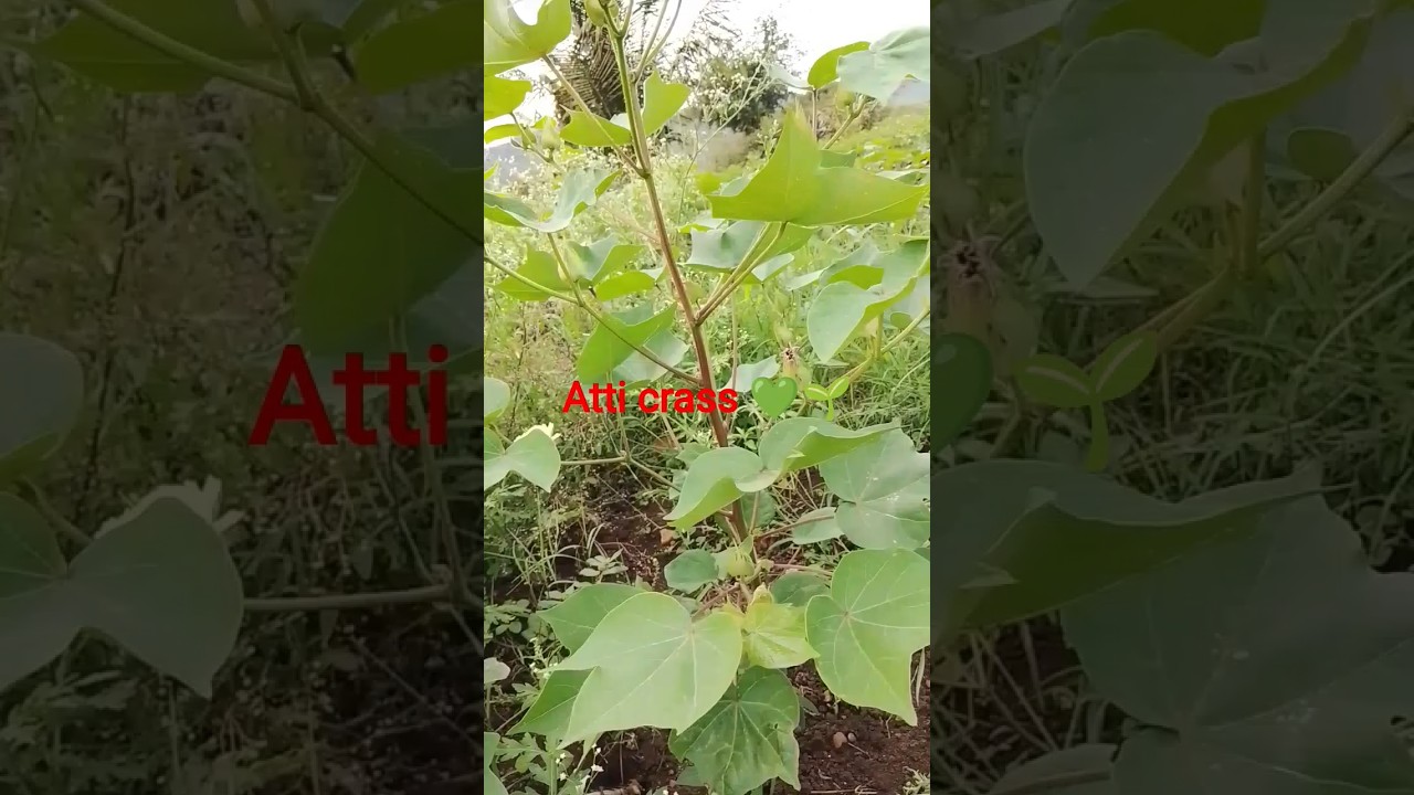 caton crassing #caton farming #farming style #song #music