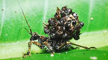 Assassin Bug Stacks Dead Ants on its Back for Camouflage