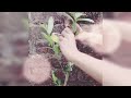 Plant ☘️ Branches Grafting Technique | Gardening Tips | Step by Step Process | #garden #agriculture