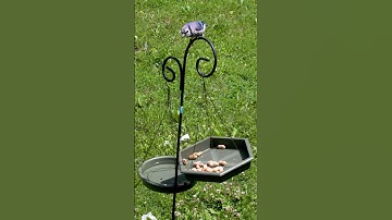 Blue Jay finds perfect peanut