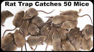 Catching 50 Mice, 2 Rats and A Chipmunk With An Incredible Italian Rodent Trap. Mousetrap Monday
