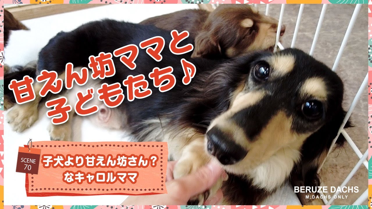 ダックスママ ミニチュアダックス・親子】子犬より甘えん坊さん？なキャロルママ