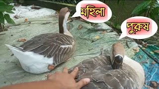 রাজহাঁসের ছেলে-মেয়ে বা পুরুষ-মহিলা কিভাবে চিনবেন।