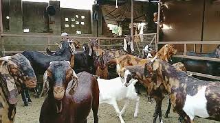 Inayat bhai ke bakre  2024 ki Qurbani ke liye top quality me for sale mobile number 9929429783