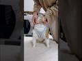 猫に服は可哀想🐈？ハーネスのことかにゃ🐈？明らかに嫌がってるものを無理やりつけるのは確かに可哀想だにゃ🐈 #癒し #cat #かわいい #ネコ #ねこ #猫のいる生活 #猫好きさんと繋がりたい
