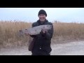 Поимка крупной радужной форели на спиннинг. Рыбалка в Казахстане