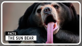 The Sun Bear - Borneo's Miniature Acrobat by Amazing world of Animals 193 views 4 months ago 1 minute, 29 seconds