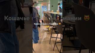 Кошачье кафе в Германии#германия #жизньвгермании#кафе #кошки #кошачьевидео #бобёр#длядетей #трир#кот