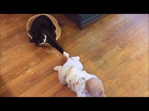 En Eğlenceli Kedi ve Bebek Videoları Komik Kediler ve Bebekler Baby and Cat Fun Funny Baby Video