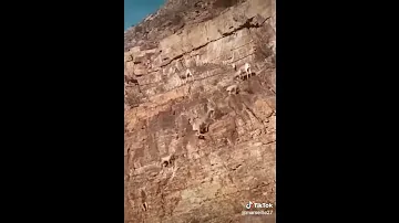 الوعل ملك الجبل لن يستطع اي كائن تسلقه للجبال 